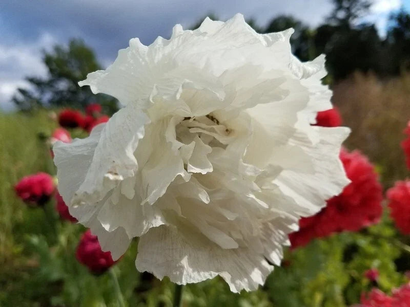 Organic Poppy Seeds - Snowball White Flowers & Breadseed Pods - Papaver paeoniflorum, USA Grown, 500 Seeds