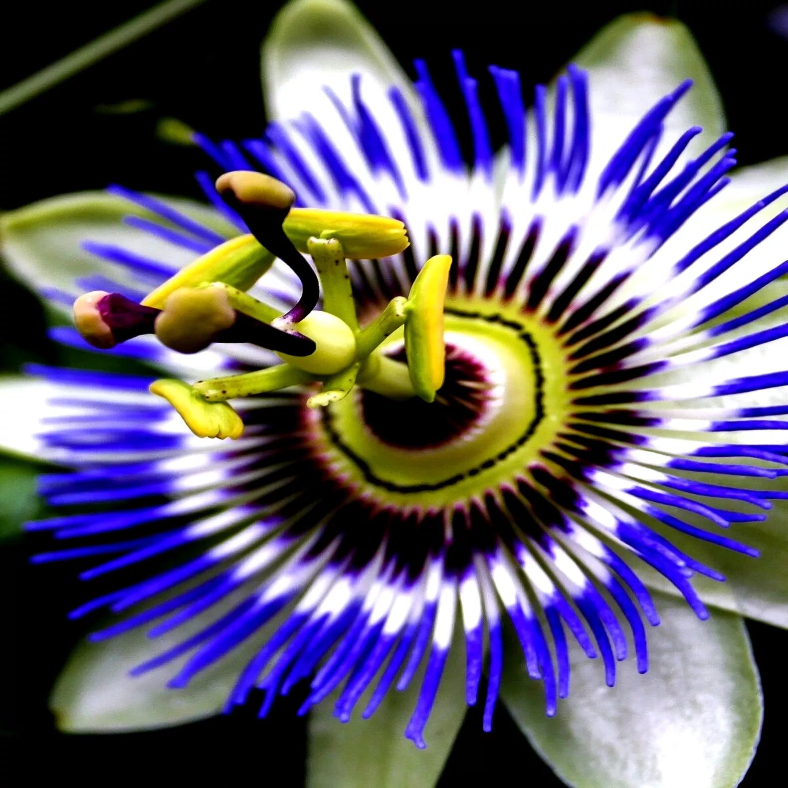 Blue Passion Flower Seeds - Climbing Vine for Hummingbirds & Butterflies - Passiflora caerulea Seed Packet