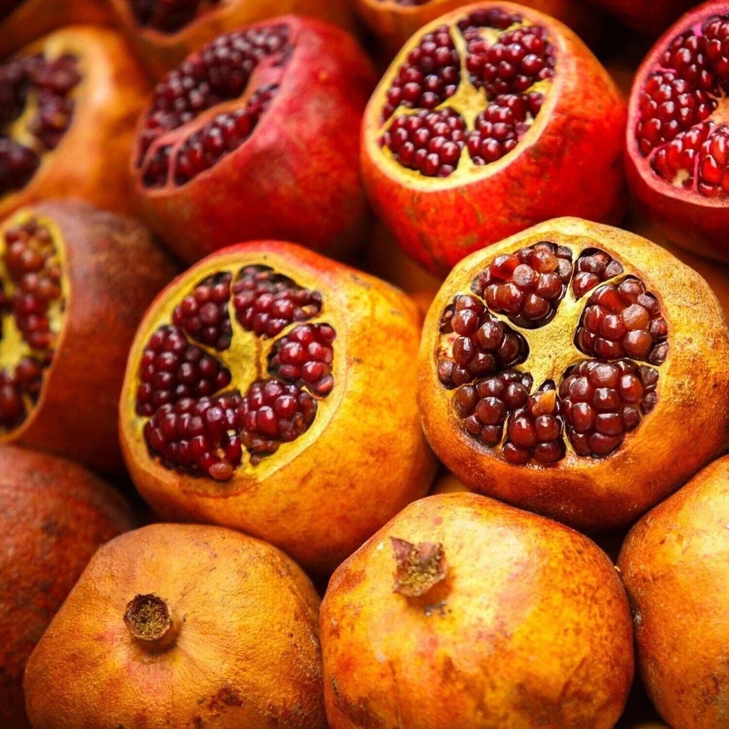 Sirenevyi Pomegranate Live Plant - 3-Inch Pot - Punica granatum for Home Gardens