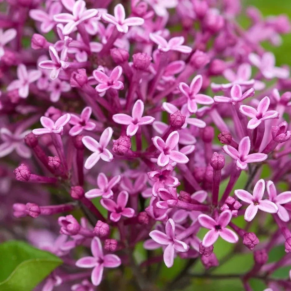 25 Periwinkle Lilac Seeds | Fragrant Syringa vulgaris Perennial Flower | Garden Seeds for Borders & Hedges