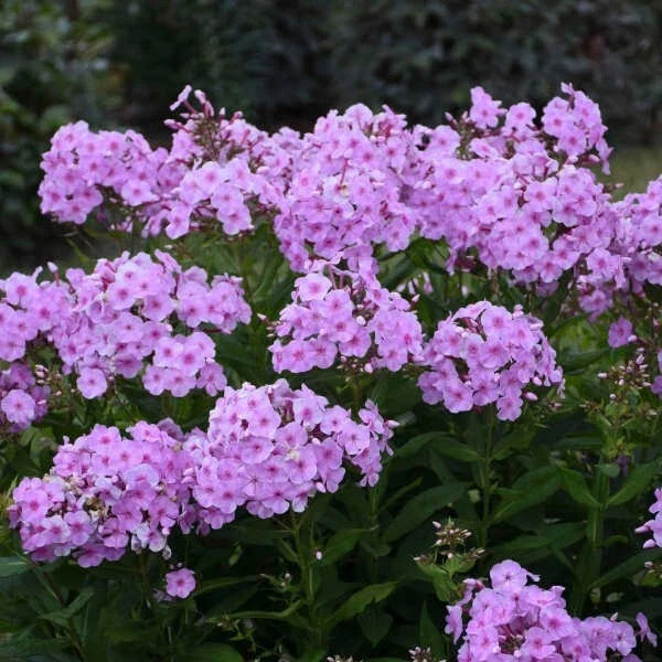 Uptown Girl Phlox Seeds - 100+ Pink & White Flower Seeds for Garden Beds & Borders - Phlox paniculata