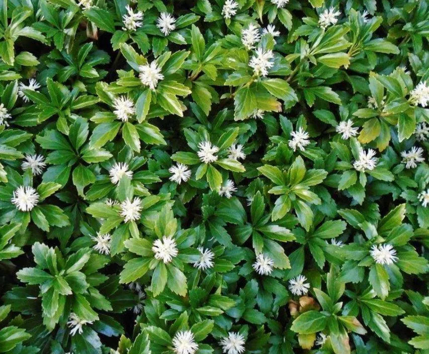 Bare Root Pachysandra Terminalis Cuttings - Low Maintenance Shade Ground Cover for Gardens