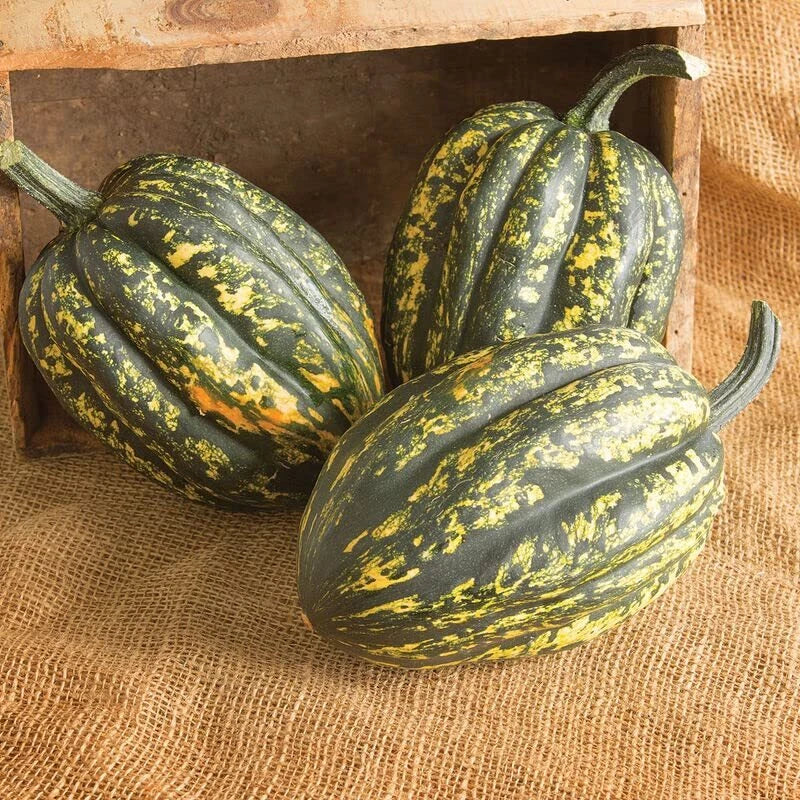 Starry Night Acorn Squash Seeds | Heirloom Cucurbita pepo for Fall Garden & Decor | Compact Growth, Edible & Decorative