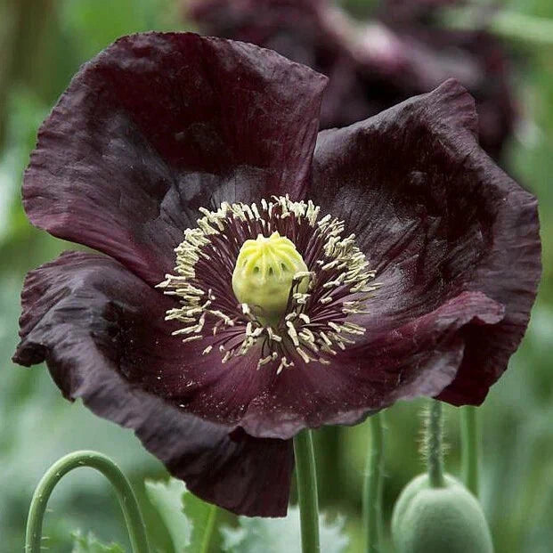 Midnight Poppy Seeds - 200+ Papaver somniferum Seeds - USA Grown