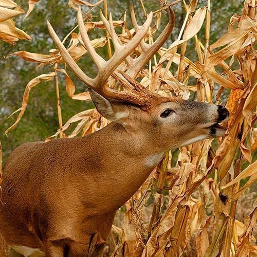 Dinner Getter Deer Food Plot Corn Seeds – 100 Seeds, High Yield, Attracts Deer, Zea mays, Wildlife Habitat, Food Plot Seed