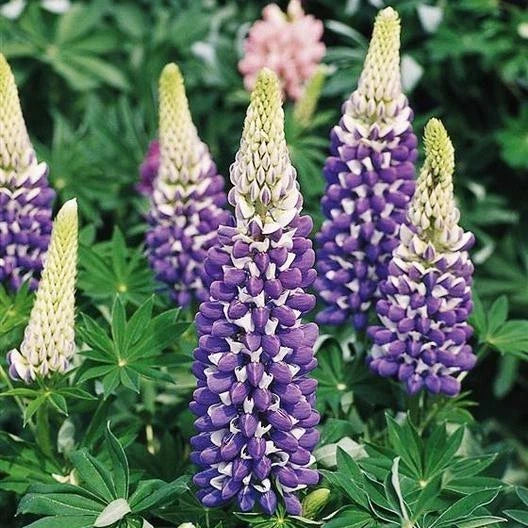 Russell Lupine Seeds Purple The Governor Non-GMO Perennial Hummingbird Attracting Lupinus polyphyllus, 20 Seeds