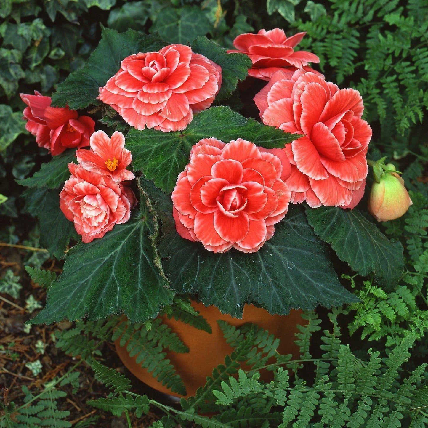 Begonia Seeds 500 Count - Begonia x tuberhybrida Hot Tip Salmon, Indoor & Outdoor Garden Plant