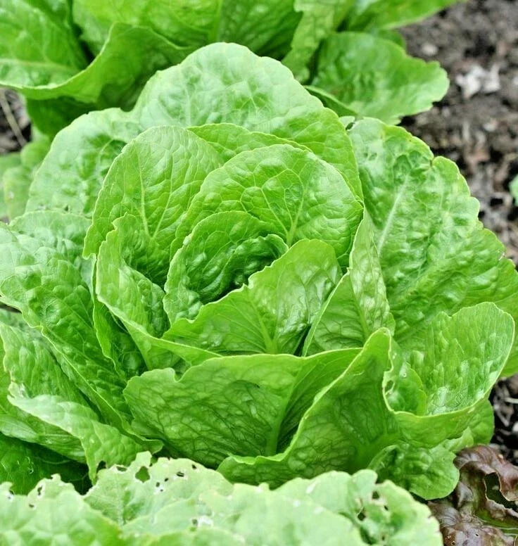 Organic Paris Island Cos Lettuce Seeds – Heirloom, Non-GMO, 600+ Seeds for Spring & Fall Garden, Container Growing, Lactuca sativa
