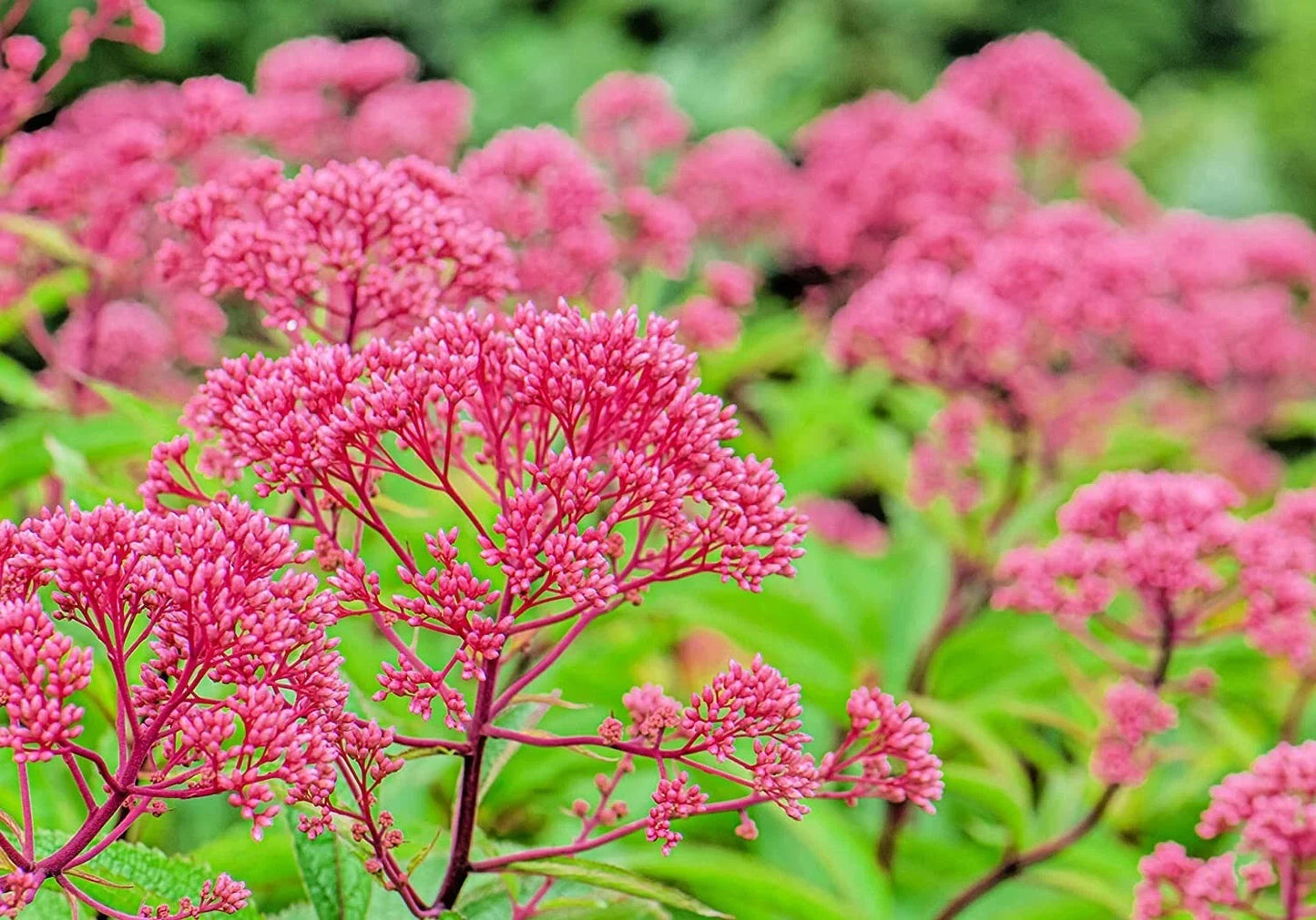 Thoroughwort Herb Seeds 1,000 Count - Eupatorium perfoliatum - Native Wildflower Seeds for Pollinator Gardens