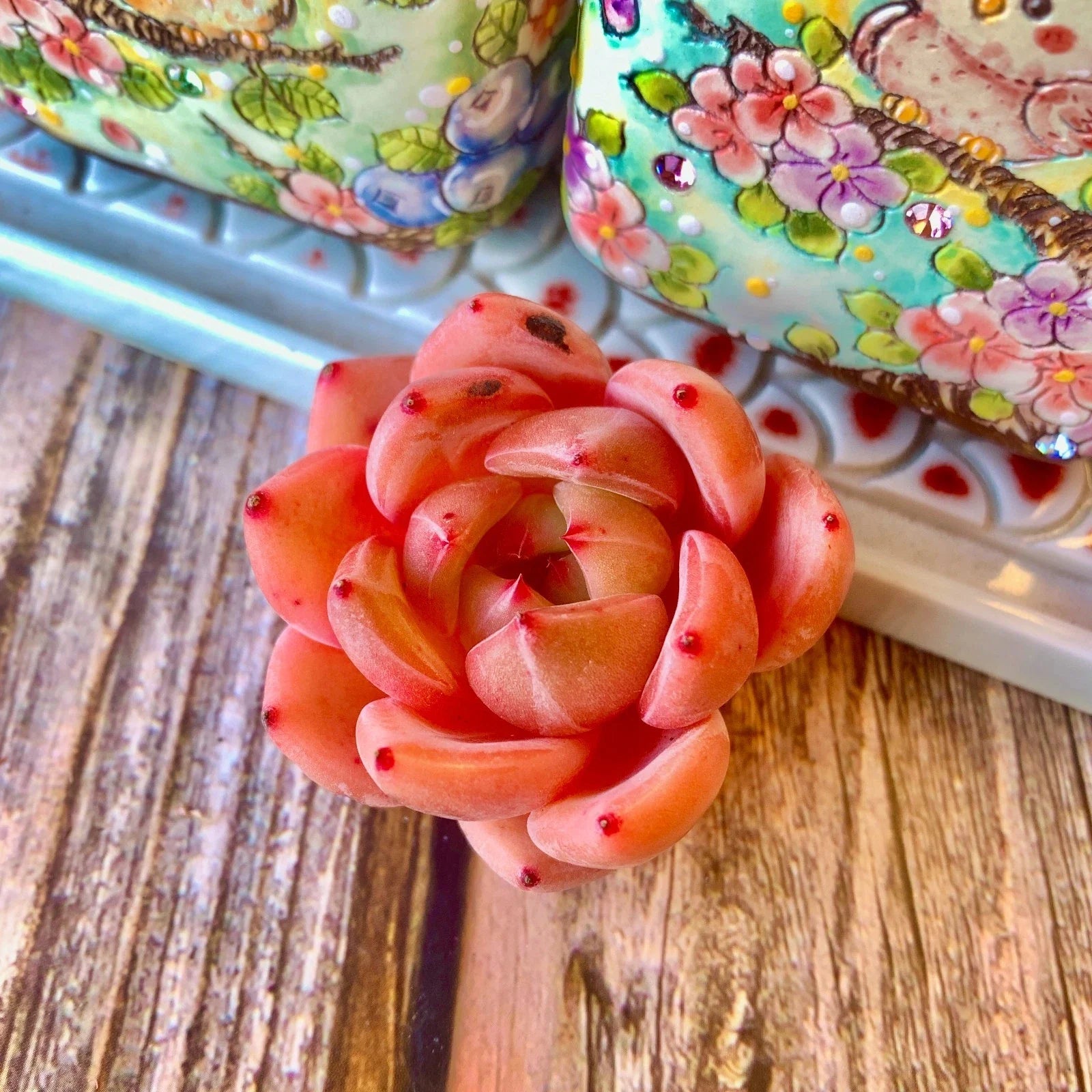 Pink Champagne Succulent Bare Root Plant – Soft Pink Rosette Echeveria for Indoor Decor & Wedding Favors