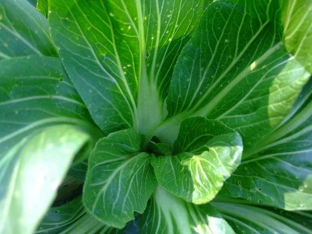 Feng Qing Choi Seeds - Chinese Green Brassica rapa var. chinensis - Heat Tolerant, Fast-Growing, Non-GMO Vegetable Seeds
