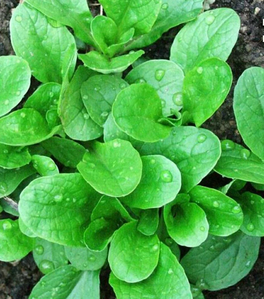 Organic Corn Salad Seeds - Heirloom Mâche, Lamb's Lettuce, Non-GMO, Open-Pollinated, Salad Greens, Valerianella locusta, 500 Seeds