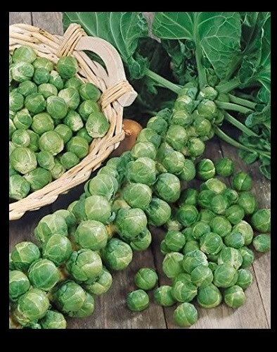 Brussels Sprouts Seeds 300 Count, Cold Hardy Brassica oleracea var. gemmifera, Home Garden, Fall & Winter Crop