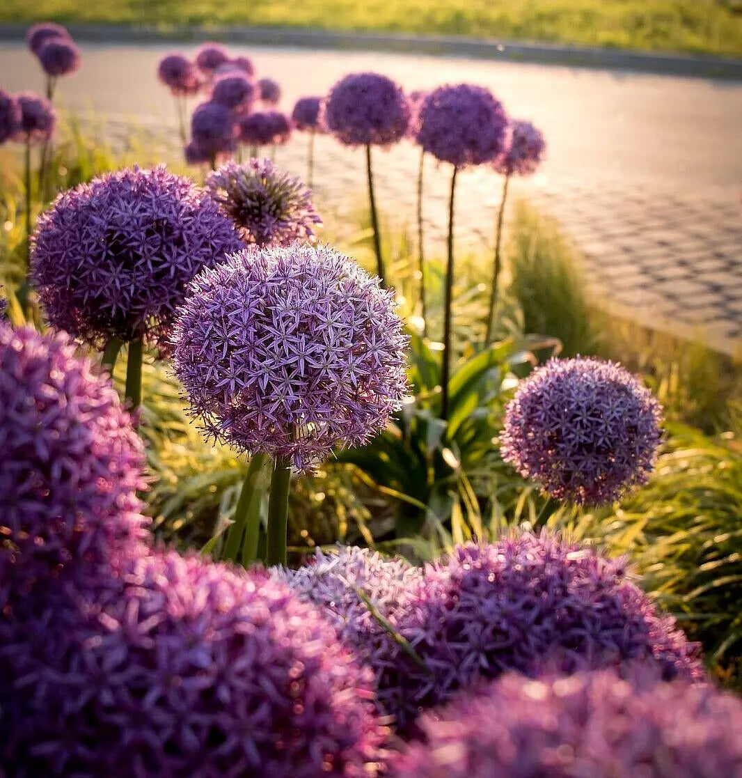 Allium Gigantum Seeds - 100 Count Large Purple Flowers Hardy Ornamental Onion for Gardens