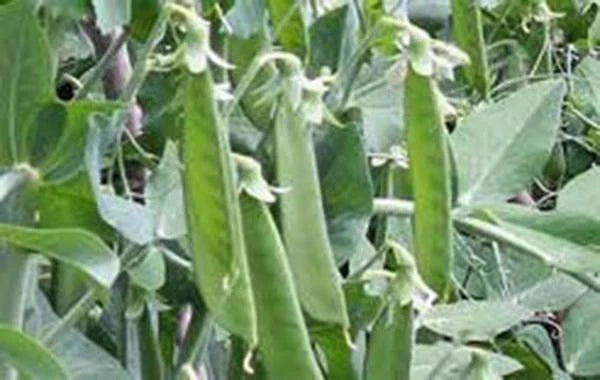 Lincoln Pea Seeds – Heirloom Non-GMO Pisum sativum, Pack of 20+ for Home Gardens & Containers