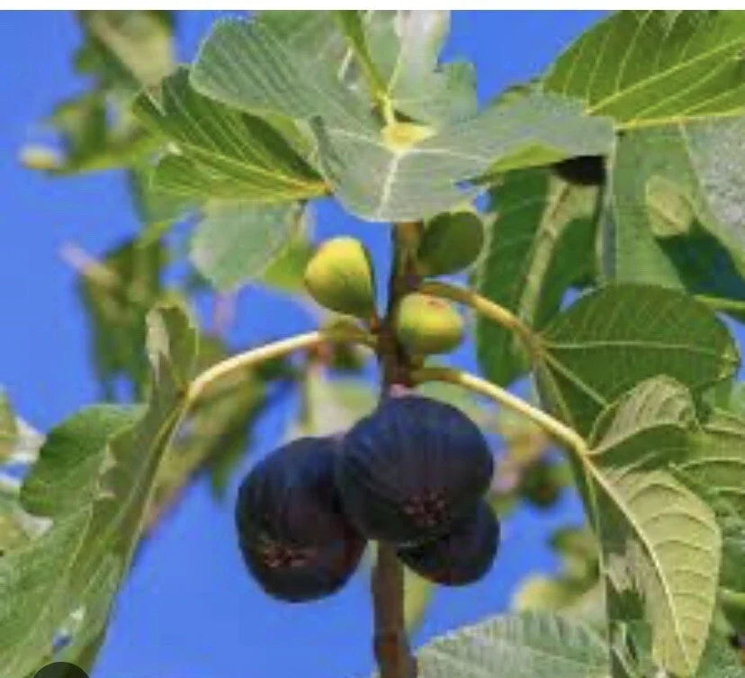 Fresh Fig Tree Cuttings - 5 Pack, Purple Ficus carica, Rooting Nodes for Growing Figs