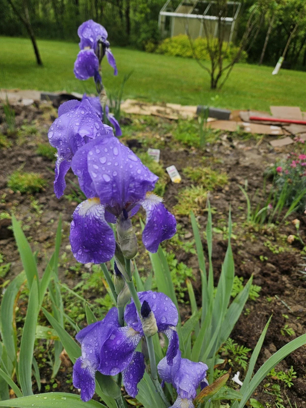Purple Bearded Iris Rhizome - Bare Root Garden Plant - Iris germanica - Tall Heirloom Bulb for Outdoors