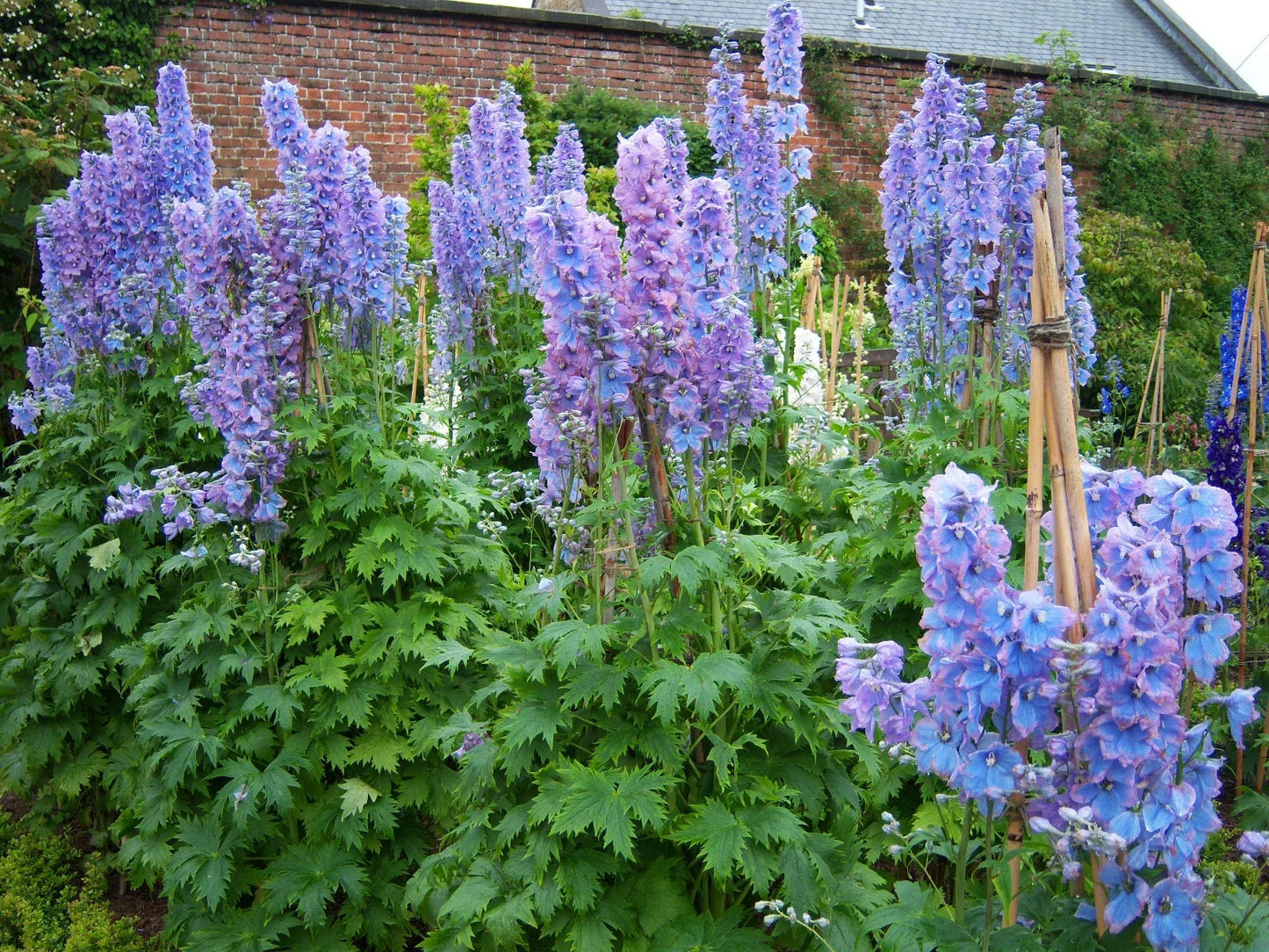 Delphinium Plant 3-Inch Starter Pacific Giant Series Summer Skies Blue Flower Perennial