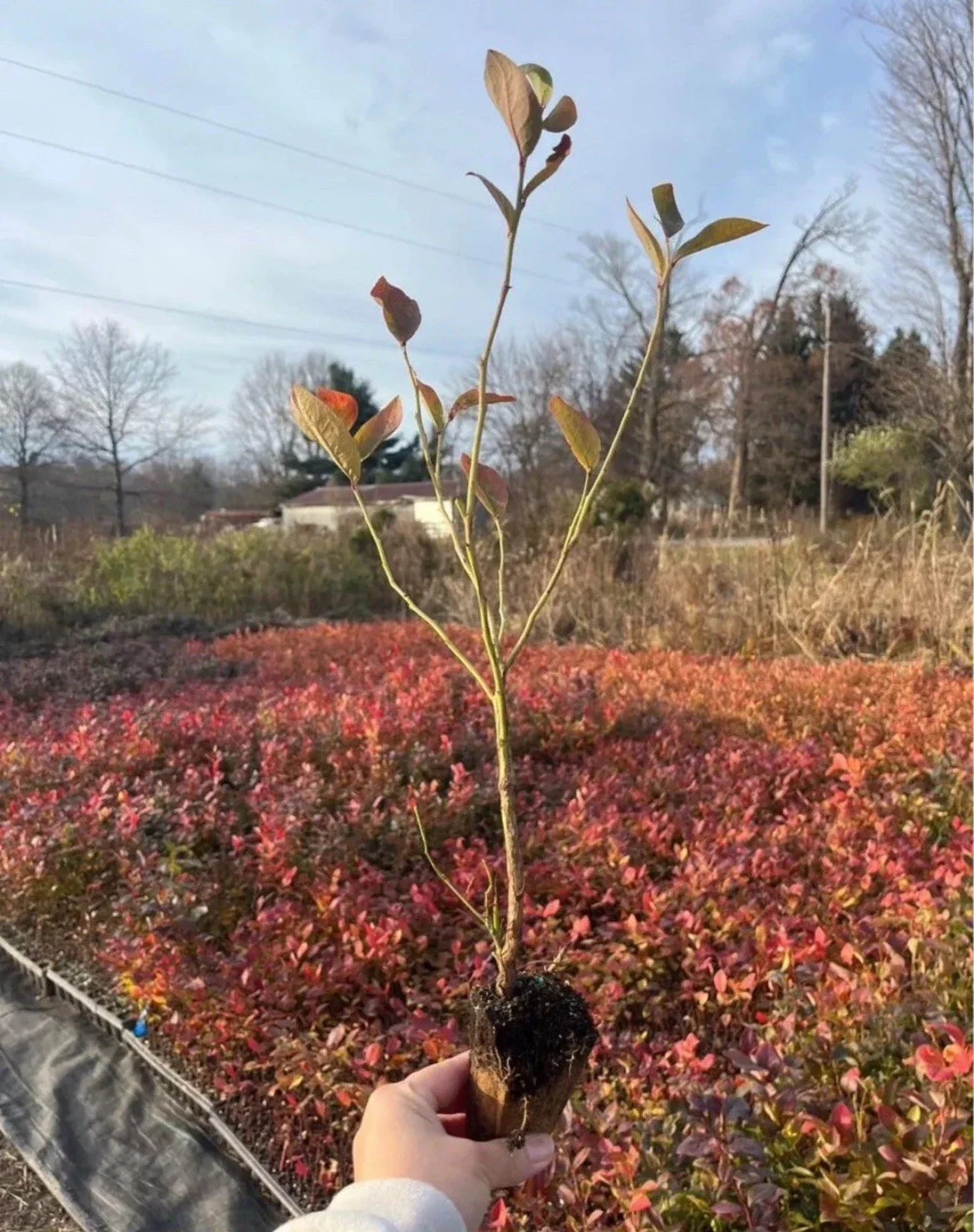 Jersey Blueberry Plants Rooted Cuttings Vaccinium corymbosum for Home Gardens & Containers