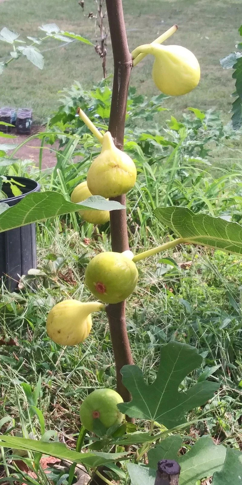 White Madeira Fig Tree - 2-Year-Old Bare Root Ficus carica Live Plant for Garden & Patio