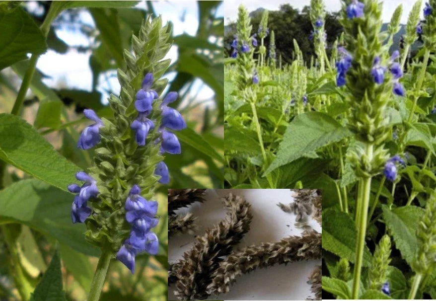 Organic Chia Seeds for Gardening - Salvia hispanica Heirloom Medicinal Herb Seeds, 200+ Pack