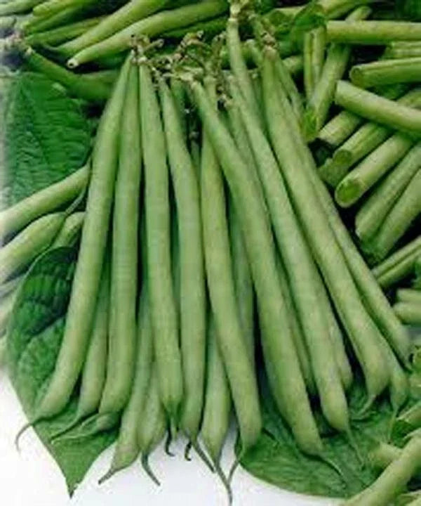 Slenderette Bush Bean Seeds – Non-GMO, Over 500 Seeds, Phaseolus vulgaris, Compact, Fast-Growing, Edible Green Beans