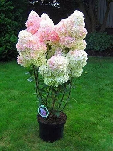 Vanilla Strawberry Hydrangea Cuttings 6-7" Unrooted, Hydrangea paniculata, White to Pink Blooms, Hardy Zones 4-8