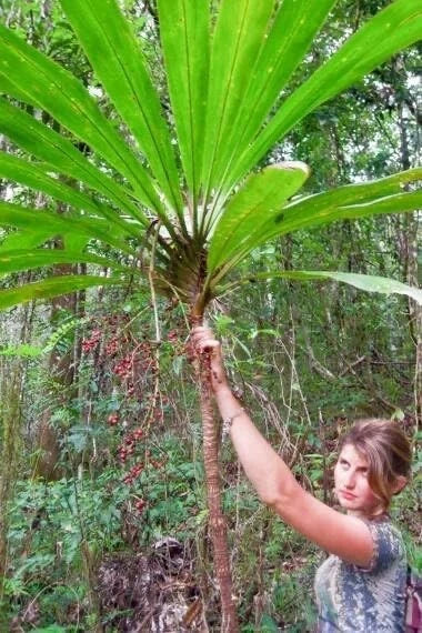 Cordyline australis Seeds - Wide Leaf Tropical Foliage Ornamental Plant, 20 Count
