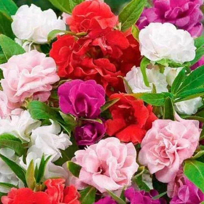 Camelia Flowered Mix Impatiens Seeds, Non-GMO, Colorful Annuals, Impatiens walleriana seed packet