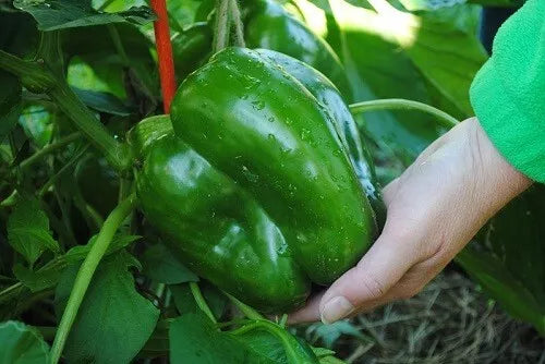 Giant Keystone Resistant Sweet Heirloom Organic Tomato Seeds – Non-GMO, 100+ Pack, Indeterminate, Solanum lycopersicum