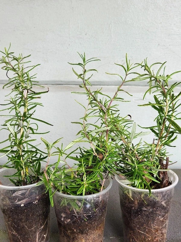 Organic Rosemary Rooted Plants Set of 3 | Healthy Herb with Strong Roots | Salvia rosmarinus Perennial Herb