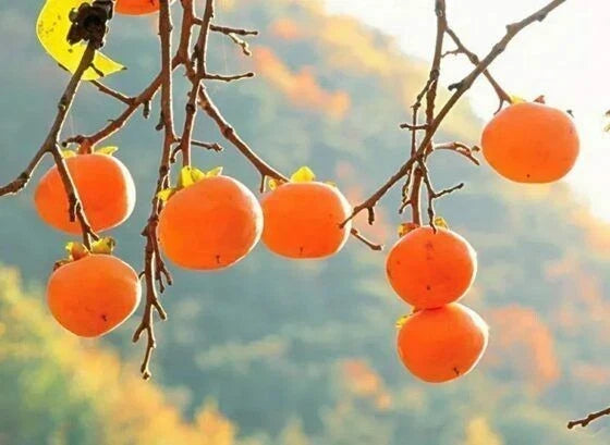 20Pcs Persimmon Seeds - Diospyros Cargillia Fruit Tree Seeds for Home Garden, Non-GMO, Deciduous, Orange-Yellow Fruits