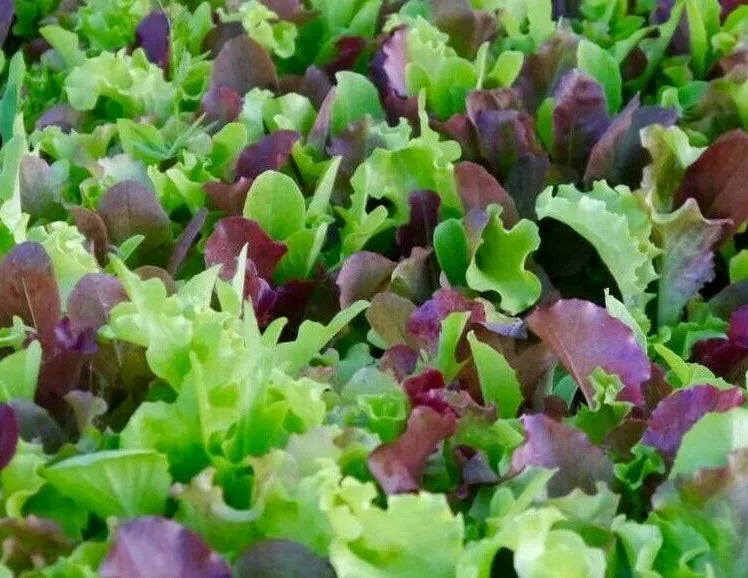 Mesclun Mix Seeds - Lettuce, Kale & Tatsoi Blend for Healthy Garden Greens