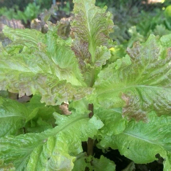 Organic Prizehead Leaf Lettuce Seeds - Heirloom Lactuca sativa for Home Gardening, Salad Greens, 200+ Seeds