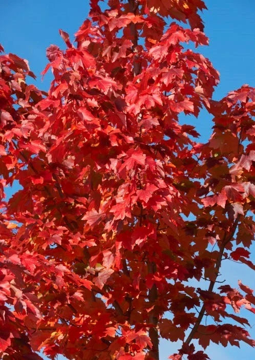 American Red Maple Tree Sapling 2' Acer rubrum Ornamental Shade Tree with Vibrant Fall Colors