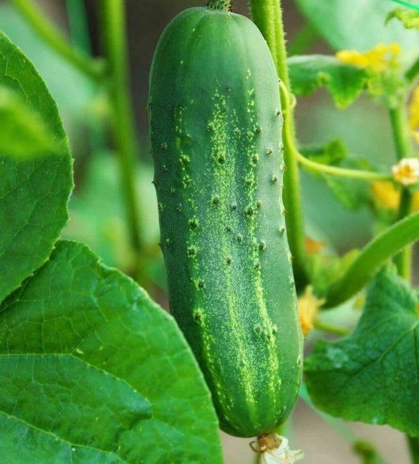 Ashley Cucumber Seeds - 50+ Hot Weather Vegetable Seeds Cucumis sativus