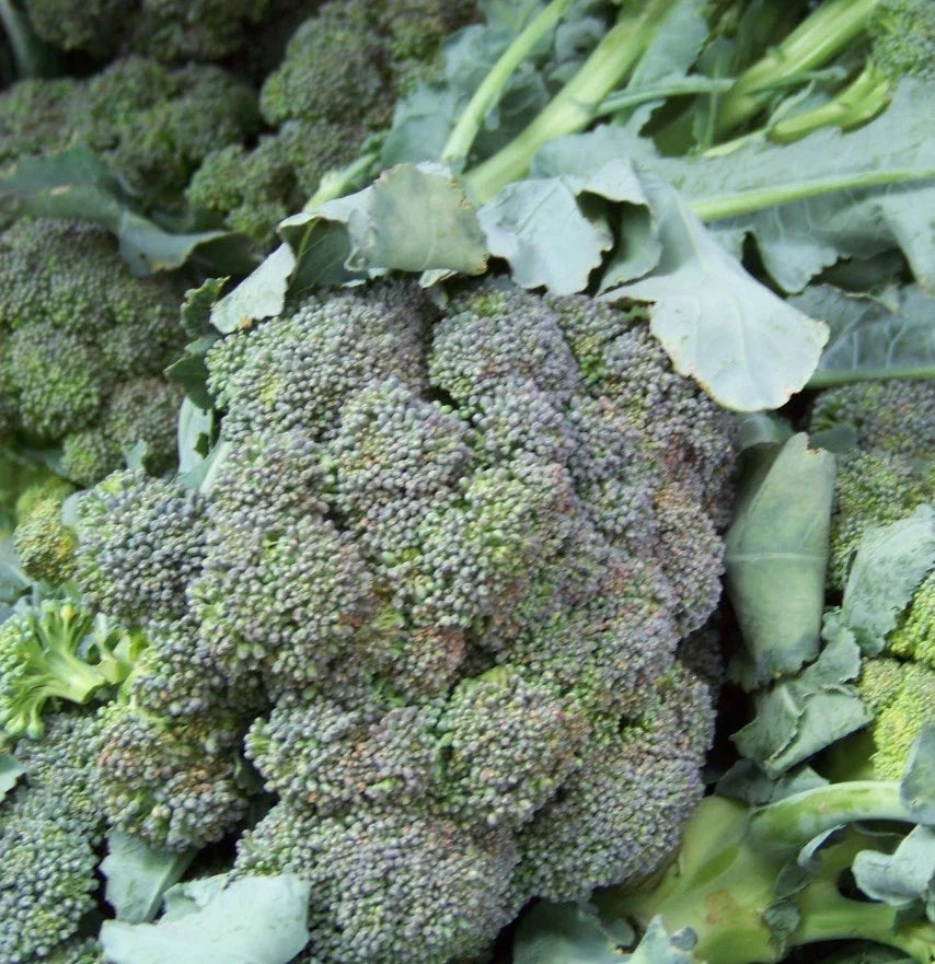 Broccoli Seeds - 180 Count - Waltham Variety - Brassica oleracea - Vegetable Garden Seeds
