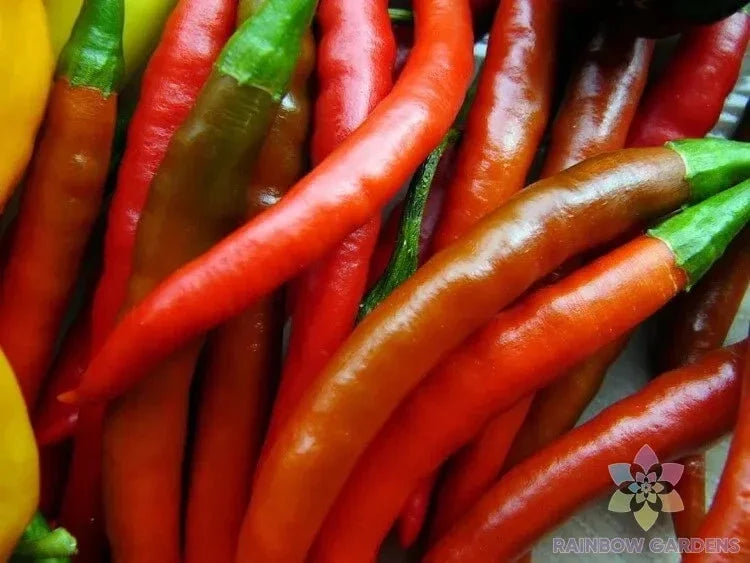 Kung Pao Hot Pepper Seeds - Heirloom Capsicum annuum for Garden Planting, 25+ Pack, Spicy Peppers, Full Sun, Easy to Grow