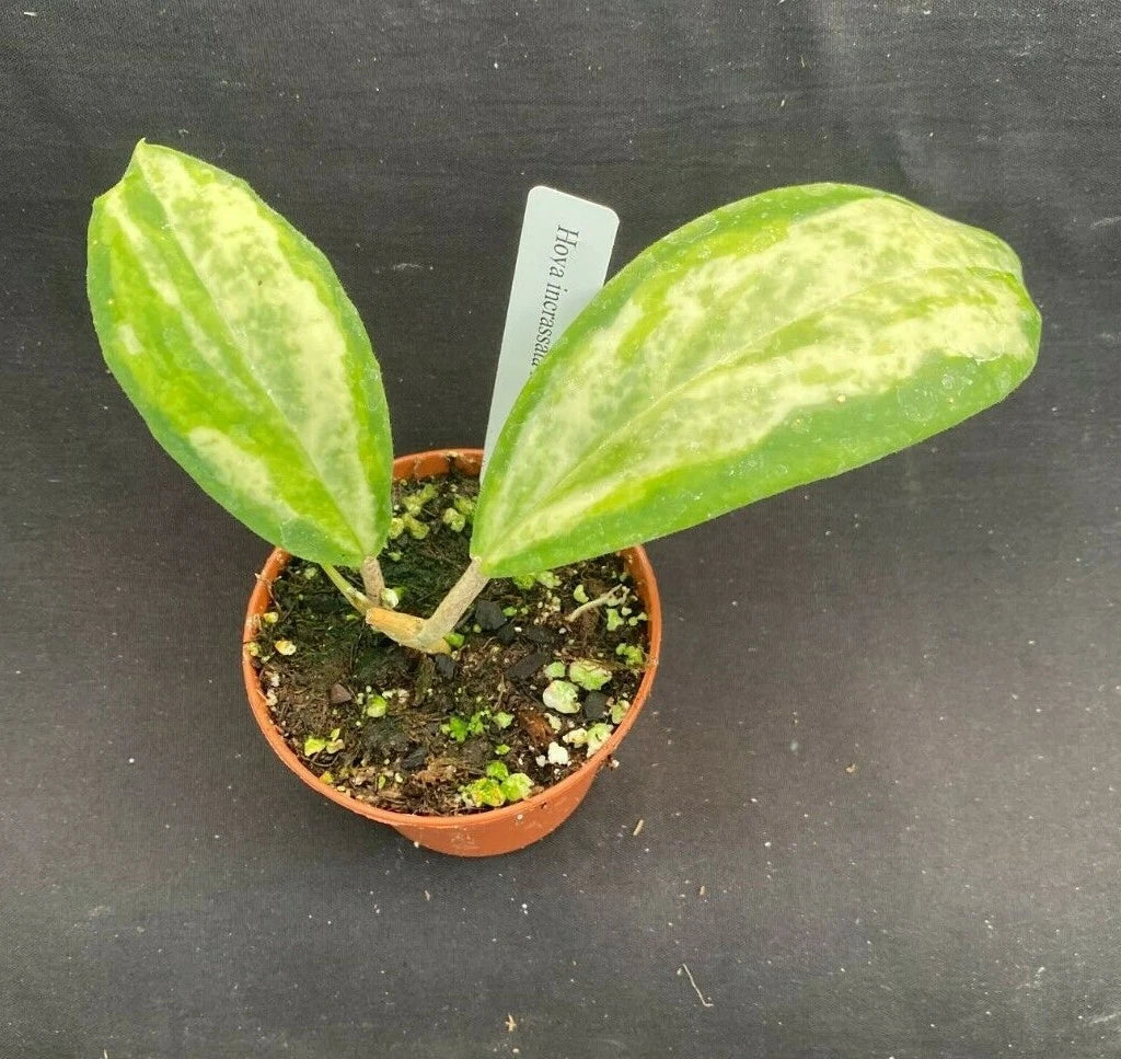 Hoya incrassata 'Moon Shadow' Rooted Plant in 2.5" Pot, Variegated Foliage, Indoor Vining Houseplant