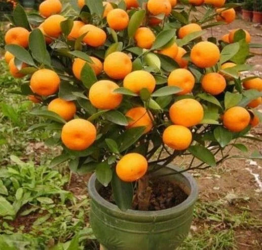 Mandarin Orange Tree Seeds - Citrus reticulata Blanco - Indoor Gardening Seeds for Fruitful Small Tree