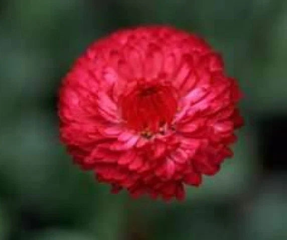 Tall Red Cornflower Seeds – 100 Fresh Centaurea Cyanus Seeds for Gardens, Borders & Cut Flowers