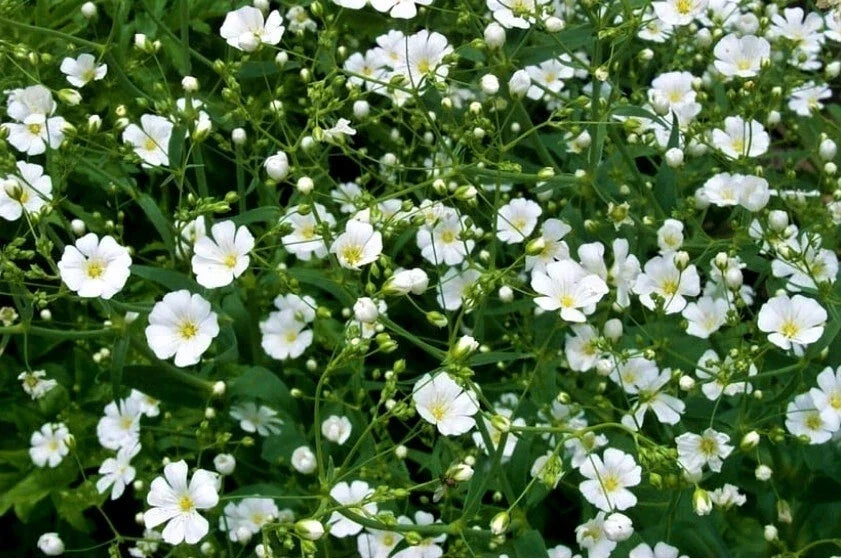 Baby's Breath Seeds - 200+ White Gypsophila paniculata Annual Flowers for Garden & Cut Arrangements