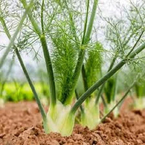 Organic Heirloom Fennel Seeds - Florence Variety, Culinary Herb Seeds for Planting, Foeniculum vulgare