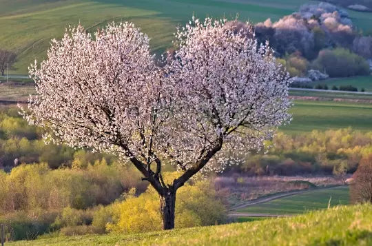 Organic Sweet Cherry Tree Seeds - 20 Pack Prunus avium Heirloom Variety for Backyard Gardening
