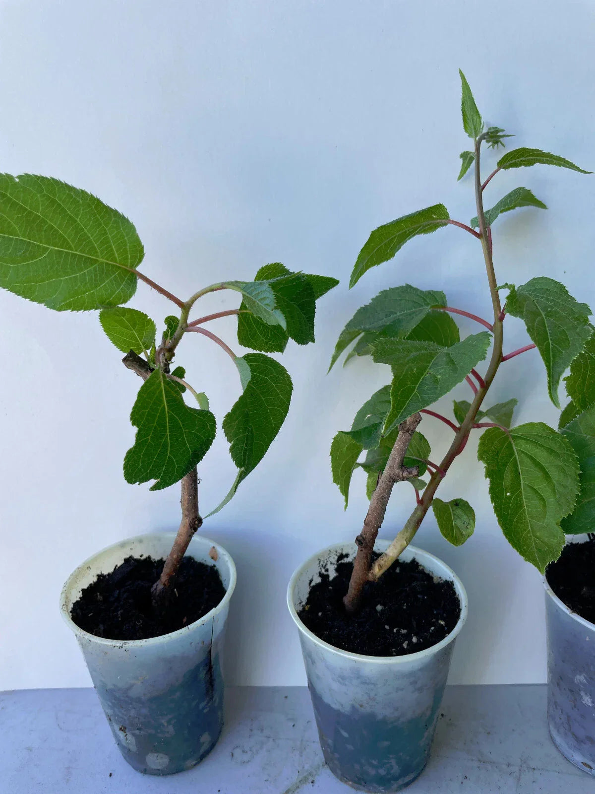Prolific Hardy Kiwi Live Plant - Actinidia Arguta - Edible Fruit Vine