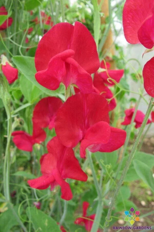 Monarch Sweet Pea Seeds - 50+ Non-GMO Lathyrus odoratus Seeds - USA Grown