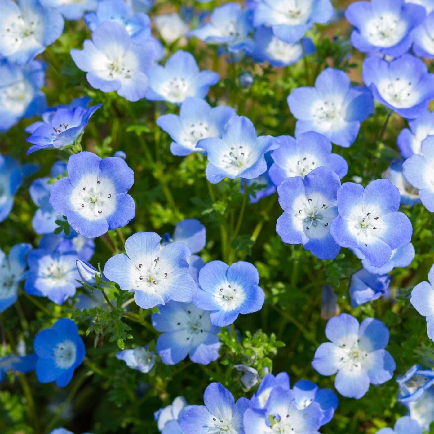 Nemophila Baby Blue Eyes Seeds - 100 Fresh Seeds - Nemophila menziesii Wildflower