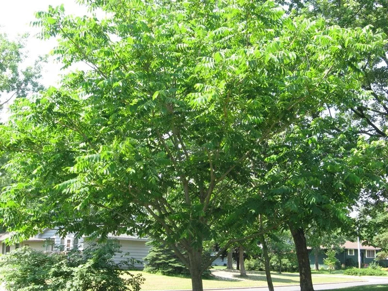 Mixed Hickory Tree Starter Plants – 8-12 Inch Carya spp. Deciduous Live Trees Set of 2