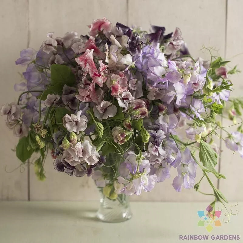 Sweet Pea Seeds 50+ Pack Spencer Ripple Mix Lathyrus odoratus Garden Climbing Vines for Pollinators