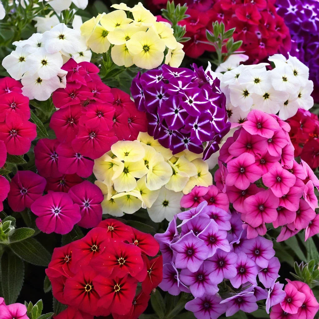 Dwarf Mix Phlox Seeds | Perennial Flower Seeds for Bees & Butterflies | Phlox subulata | Garden, Border, Container Planting